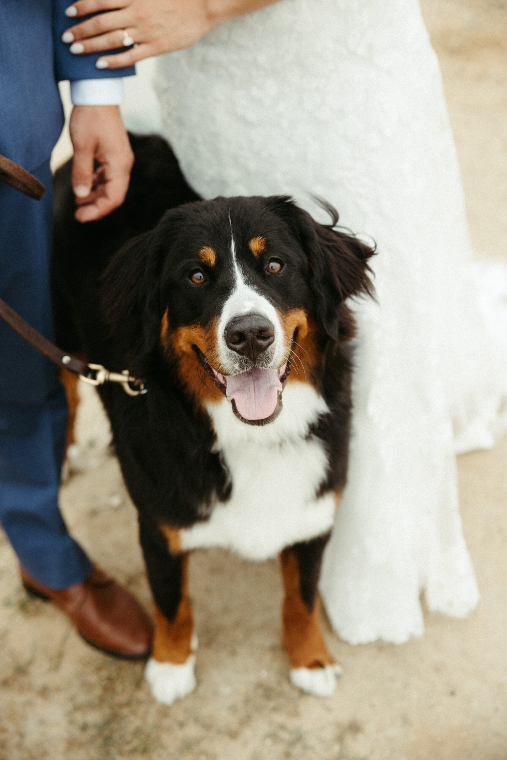 A close of the couples sweet puppy who joined them for photos.